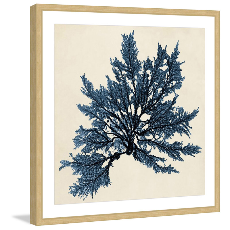 Coastal Seaweed IX - Reproduction encadrée sur papier, H 32 po x l 32 po x P 1,5 po