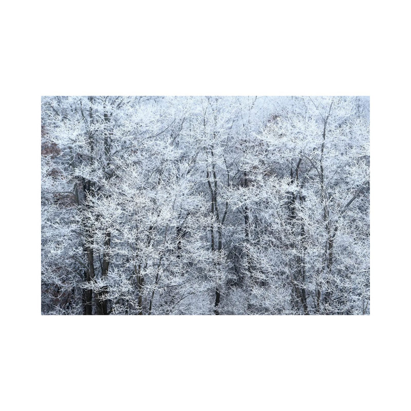 Winter Fog by Brian Wolf - Wrapped Canvas Print, 20.32cm H x 30.48cm W x 1.91cm D