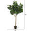 Plante de 120 po