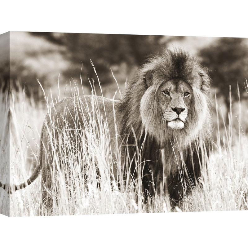 Male Lion by Anonymous - Wrapped Canvas Print, 60cm H x 80cm W x 4cm D