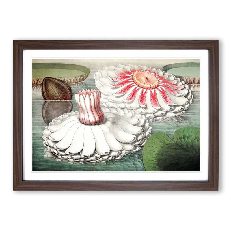 Blooming Gigantic Water Lily by William Sharp - Picture Frame Art Print, 27cm H x 36cm W x 2cm D, Walnut Framed