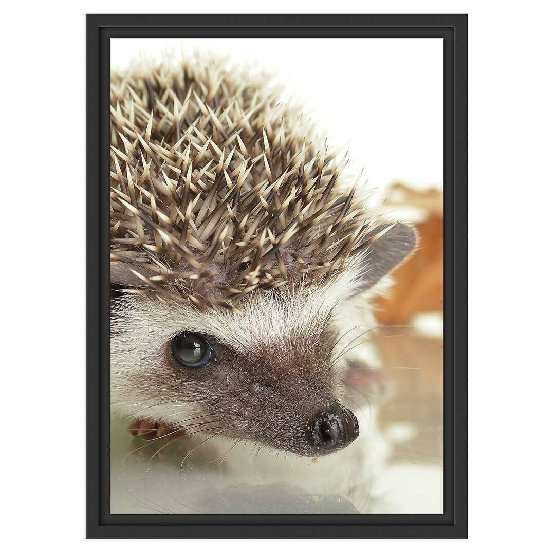 Gerahmtes Wandbild Süßer Igel