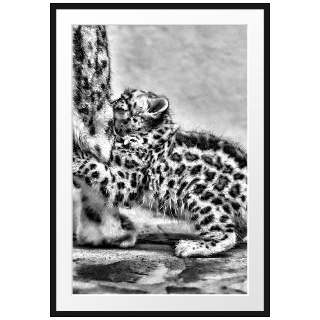 Gerahmtes Poster Kleiner Leopard beim Spielen