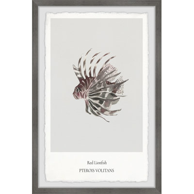 Red Lionfish - Single Picture Frame Print