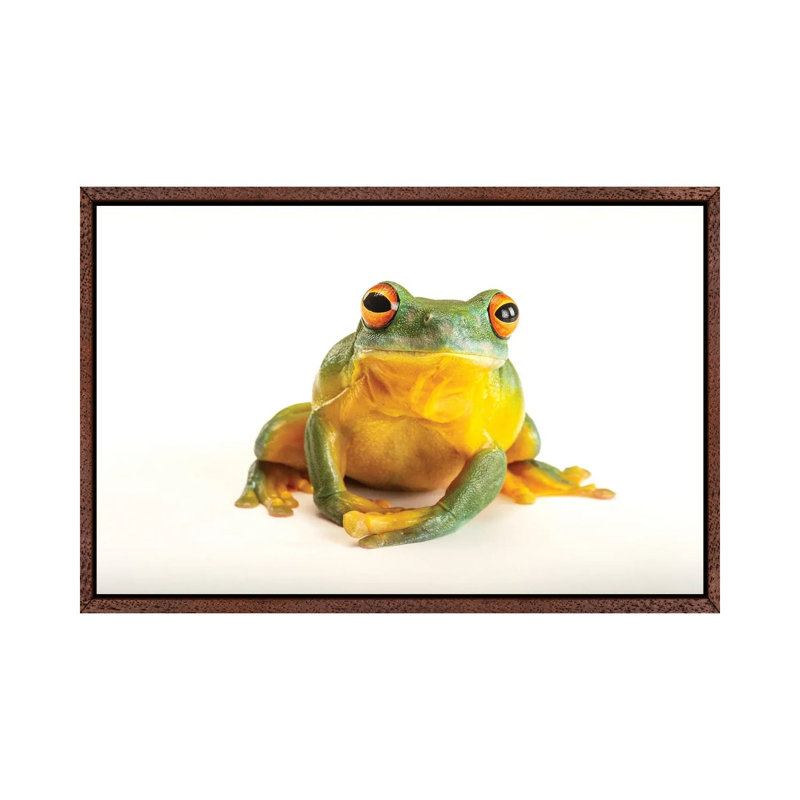 An Orange Eyed Tree Frog At Wild Life Sydney Zoo by Joel Sartore - Gallery-Wrapped Canvas Giclée on Canvas