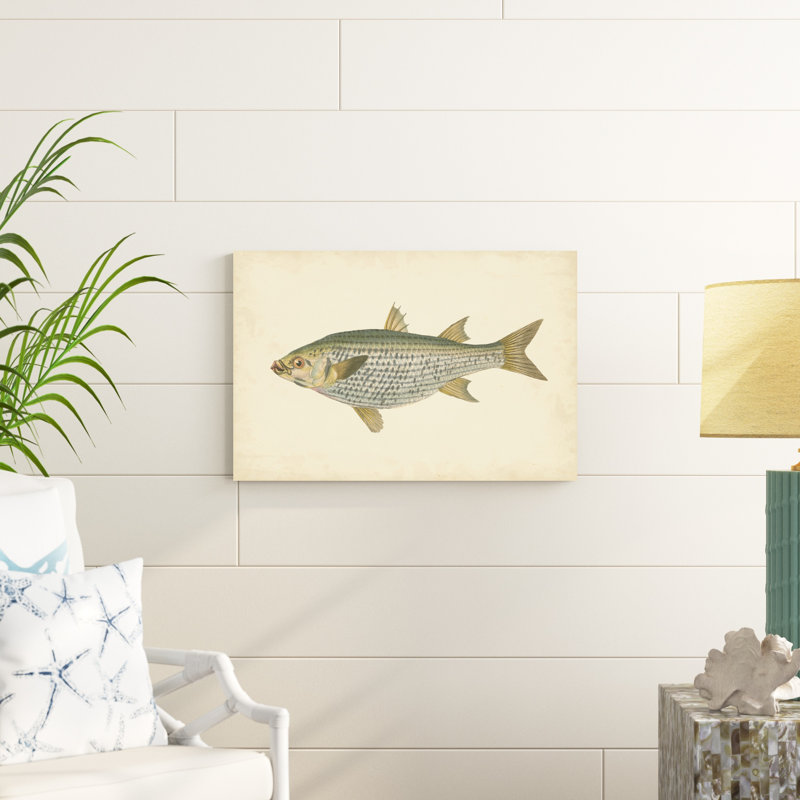" Donovan Antique Fish IV " by Donovan, 20" H x 30" W x 1" D