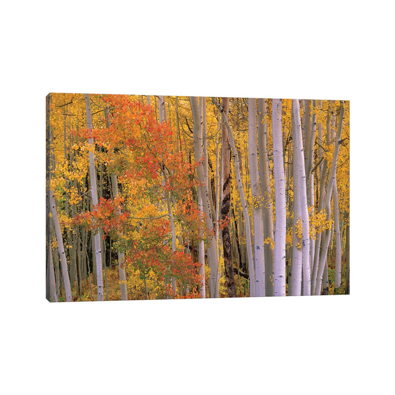 Aspens At Independence Pass, Colorado by Tim Fitzharris - Wrapped Canvas Print, 20.32 cm H x 30.48 cm W