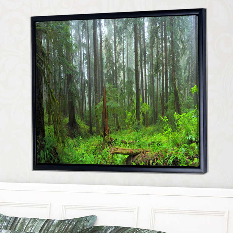 «Hoh Rain Forest», photographie sur toile à cadre flottant, H 12 po x l 20 po x P 1 po