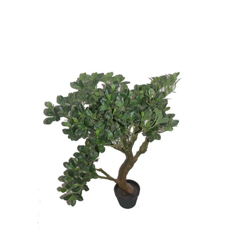 Arbre de bonsai en pot fortune floor