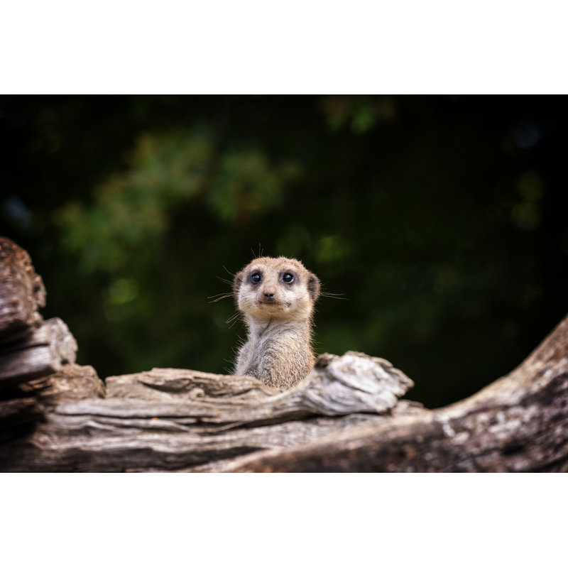 Startled Meerkat - Wrapped Canvas Print, 30cm H x 46cm W x 3.8cm D