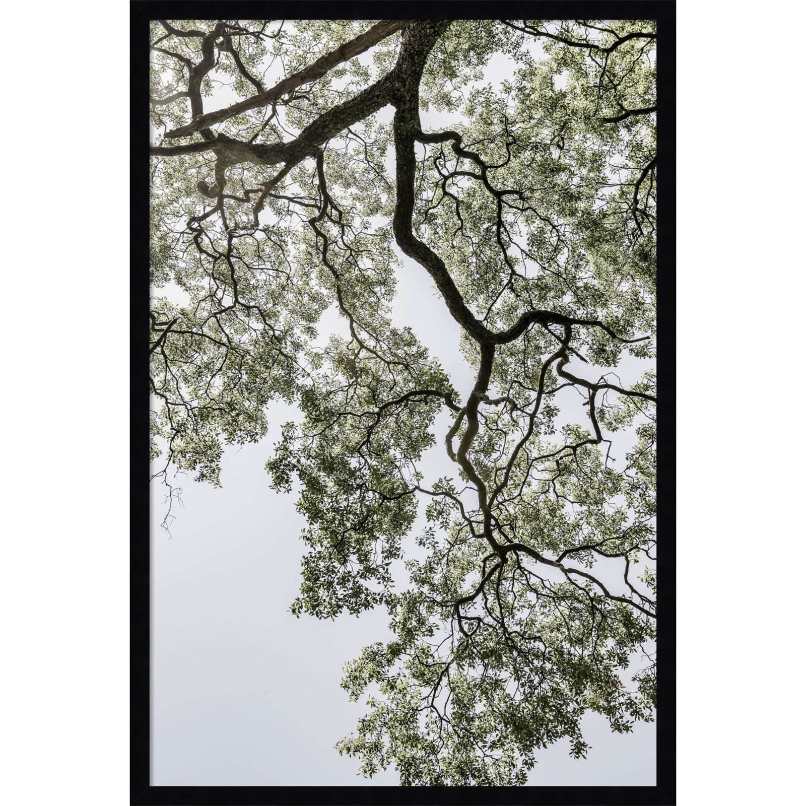 Pleasantville "Coastal Forest" Print, Black, 33" H x 23" W