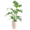Noah 36" Live Bird of Paradise Plant in Planter