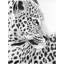 Beautiful Leopard Print On Canvas