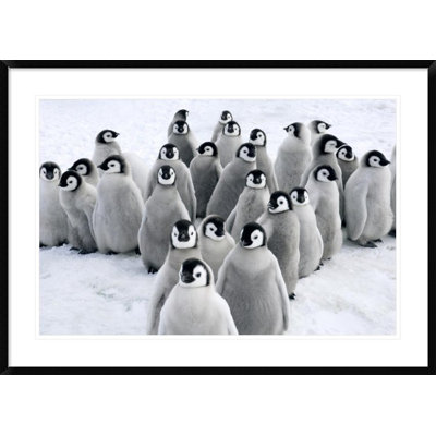 " Emperor Penguin Chicks, Snow Hill Island, Antarctica "