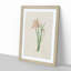 Pink Zephyr Lily Illustration - Framed Print-55616652-55616653