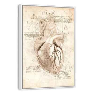 Human Heart