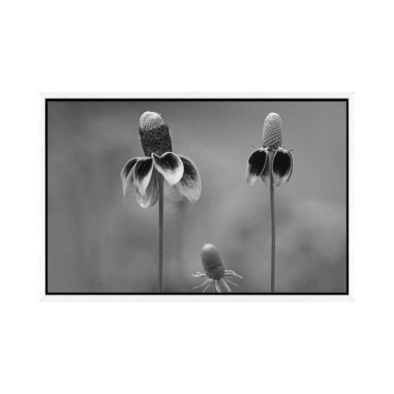 Mexican Hat Close Up Of Petals, North America by Tim Fitzharris - Gallery-Wrapped Canvas Giclée on Canvas, White Framed