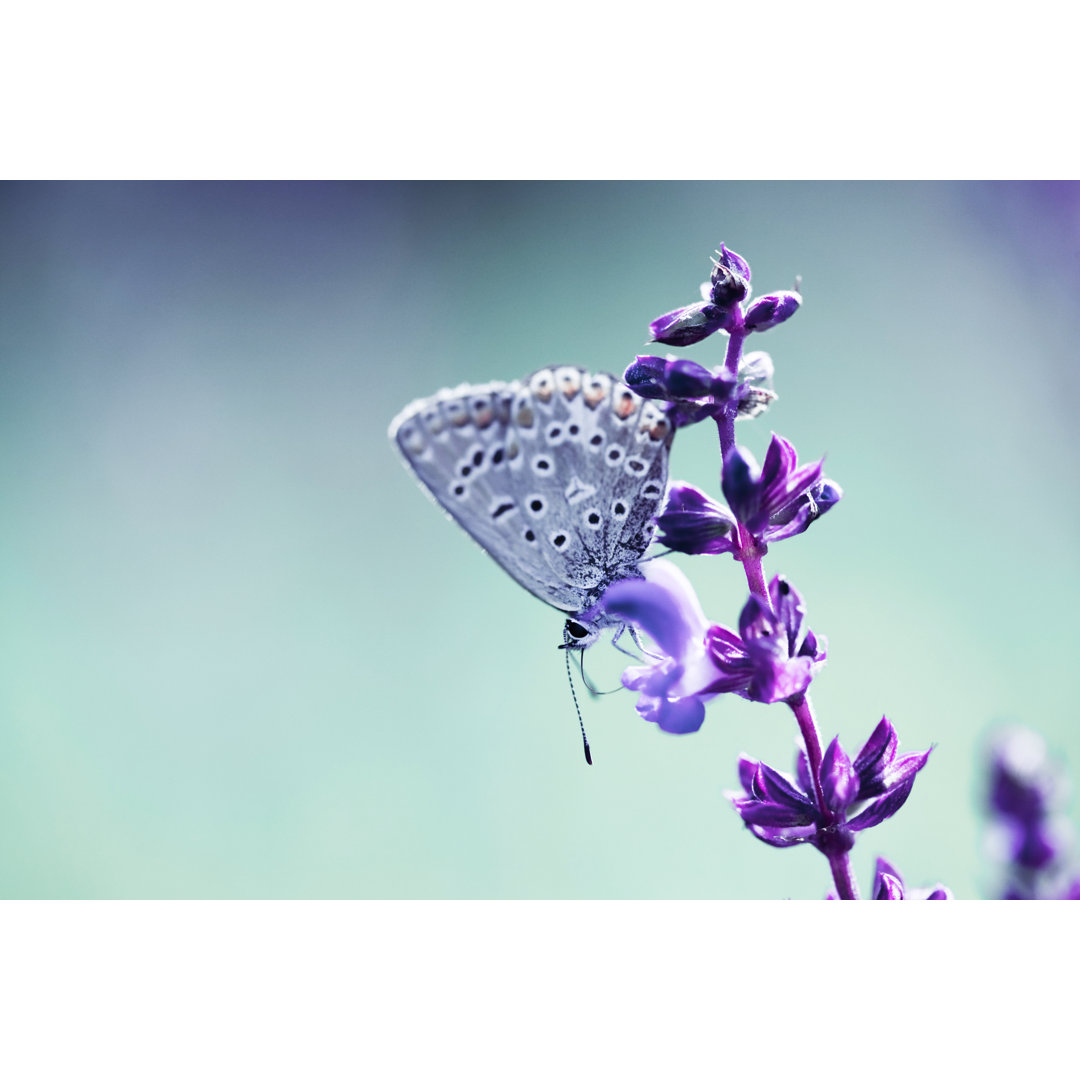 Schmetterling auf Wildblume von Jasmina - Leinwandbild