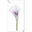 Arrangement Lillies-623490147-623490075