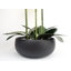 Plant-88685042-88685043