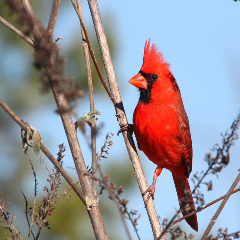 Cardinal - Wrapped Canvas Print, 51cm H x 51cm W x 3.8cm D