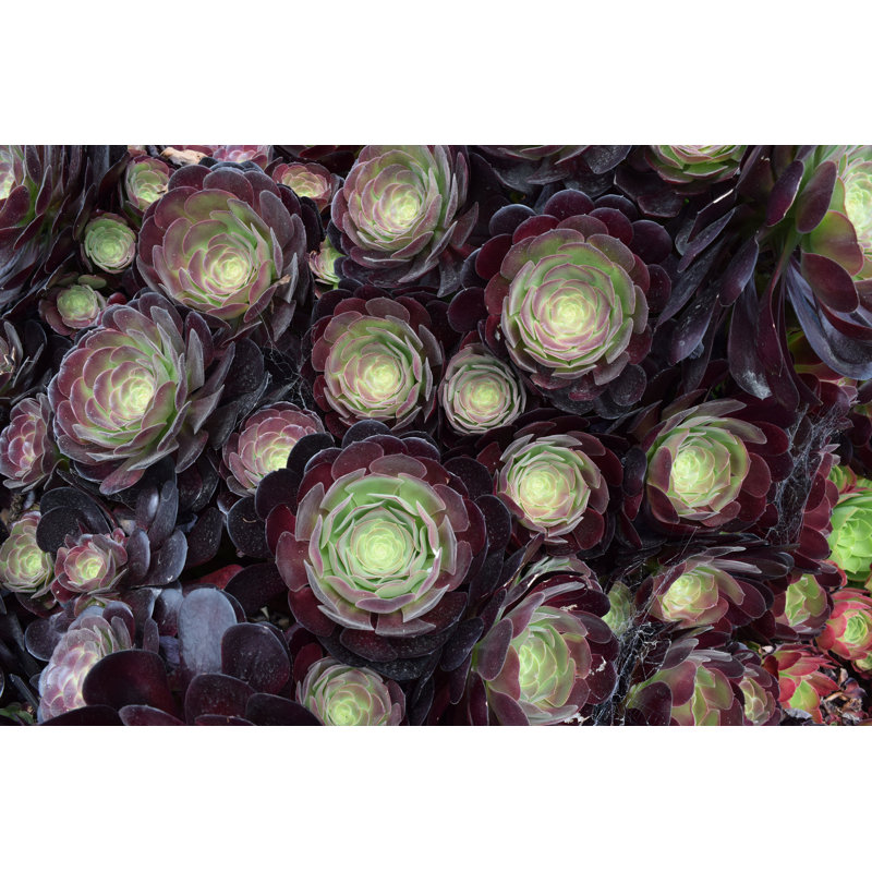 Purple And Green Succulent Photography - Wrapped Canvas Painting, 81cm H x 122cm W x 3.8cm D