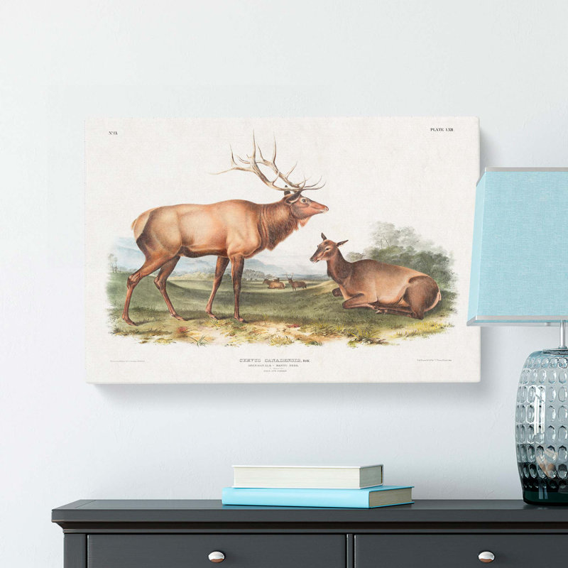 American Elks - Wrapped Canvas, 35cm H x 50cm W x 3cm D