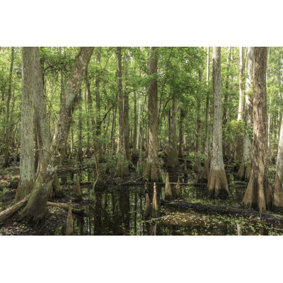 Cypress Swamp in Florida par Visionsbyatlee