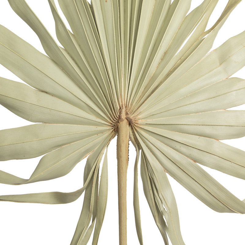 Palm Plant