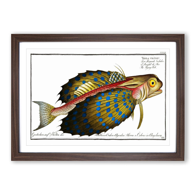 Flying-Fish by M.E. Bloch - Framed Print, 35cm H x 50cm W x 2cm D, Walnut