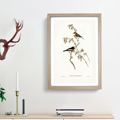 Scarlet-Breasted Robins by Elizabeth Gould - Picture Frame Painting Print