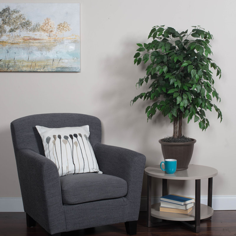 Ficus naturel en pot dans un panier