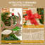 Christmas Decoration
