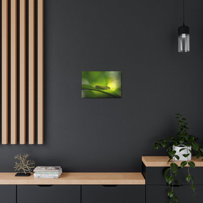 Majestic Caterpillar Art Majestic Caterpillar Print Animal Wall Art