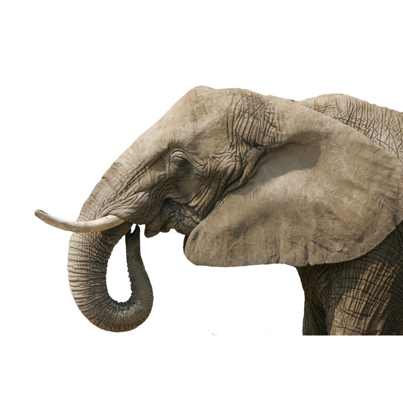 Elephant white background 184939130, 51cm H x 76cm W