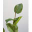 Artificial Salal Leaf Stem 23"
