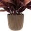9 plantes