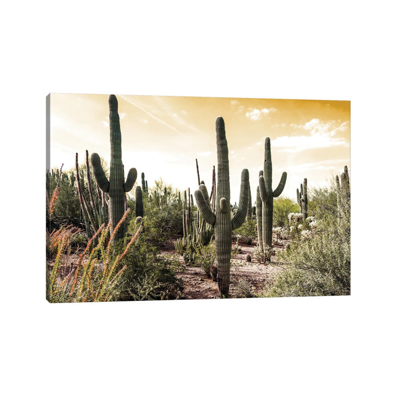 Champ de cactus sous un ciel doré, H 26 po x l 40 po x 1,5 po