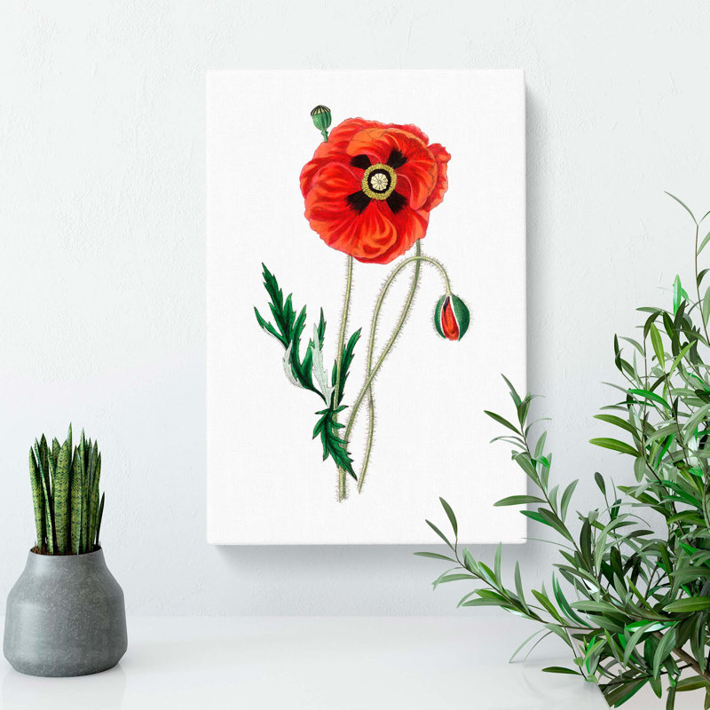 Common Poppy Illustration - Wrapped Canvas Painting, 76cm H x 50cm W x 3cm D