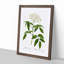 Elderflower Tree by Pierre-Joseph Redoute - Framed Print-55539514-55539518