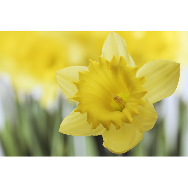 Ressorts jonquilles par Yinyang, H 32 po x l 48 po