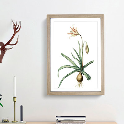 Amaryllis Broussonetii Flowers by Pierre-Joseph Redoute - Framed Print
