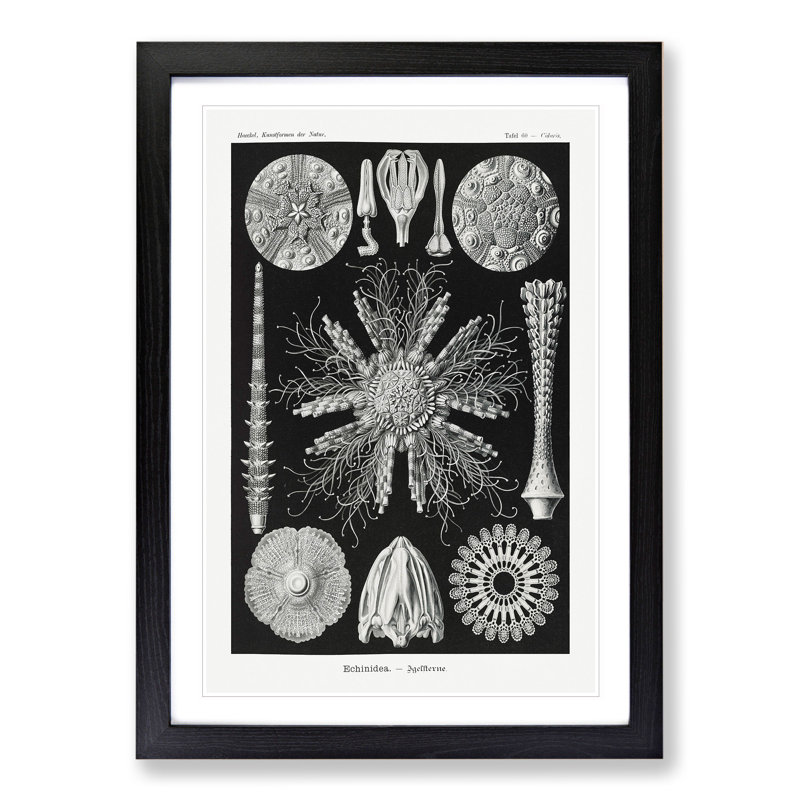 Echinoida Sea Urchin Vol.2 by Ernst Haeckel - Picture Frame Graphic Art, 36cm H x 27cm W x 2cm D, Black Framed