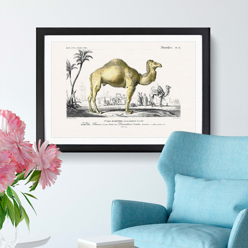 Camel Illustration by Charles d'Orbigny - Picture Frame Painting Print, 36cm H x 48cm W x 2cm D, Black Framed