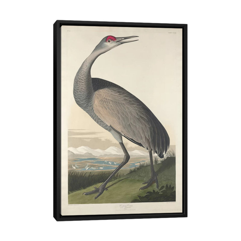 « whooping grues », reproduction d’impression sur toile, H 26 po x l 18 po x P 1,5 po, Toile avec cadre noir, Pas de tapis