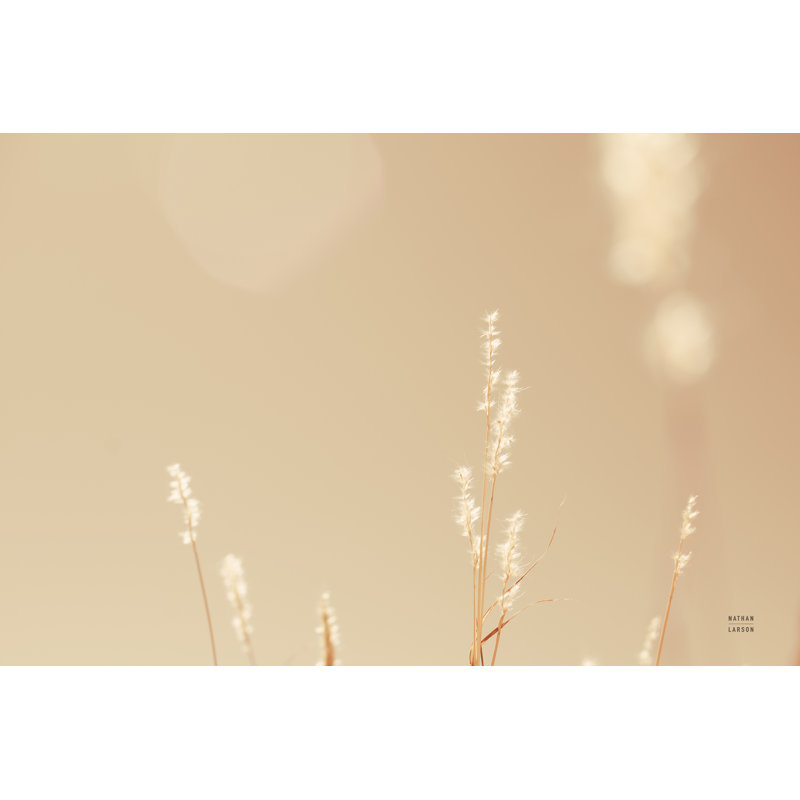 «Lakeside Grasses I» par Nathan Larson, reproduction faite à la machine, H 8 po x l 12 po, Wrapped Canvas, Non