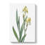 Lemon Yellow Iris Flowers by Pierre-Joseph Redoute - Wrapped Canvas Painting-55365026