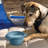 Collaps-A- Bowl-49700135