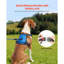 Harnais pour chien avec grand chien