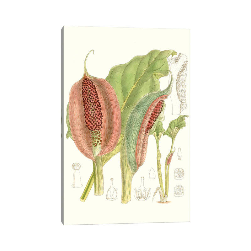Tropical Variety VI 1 Piece Wall Art on Canvas, 20.32 cm H x 30.48 cm W, No Frame